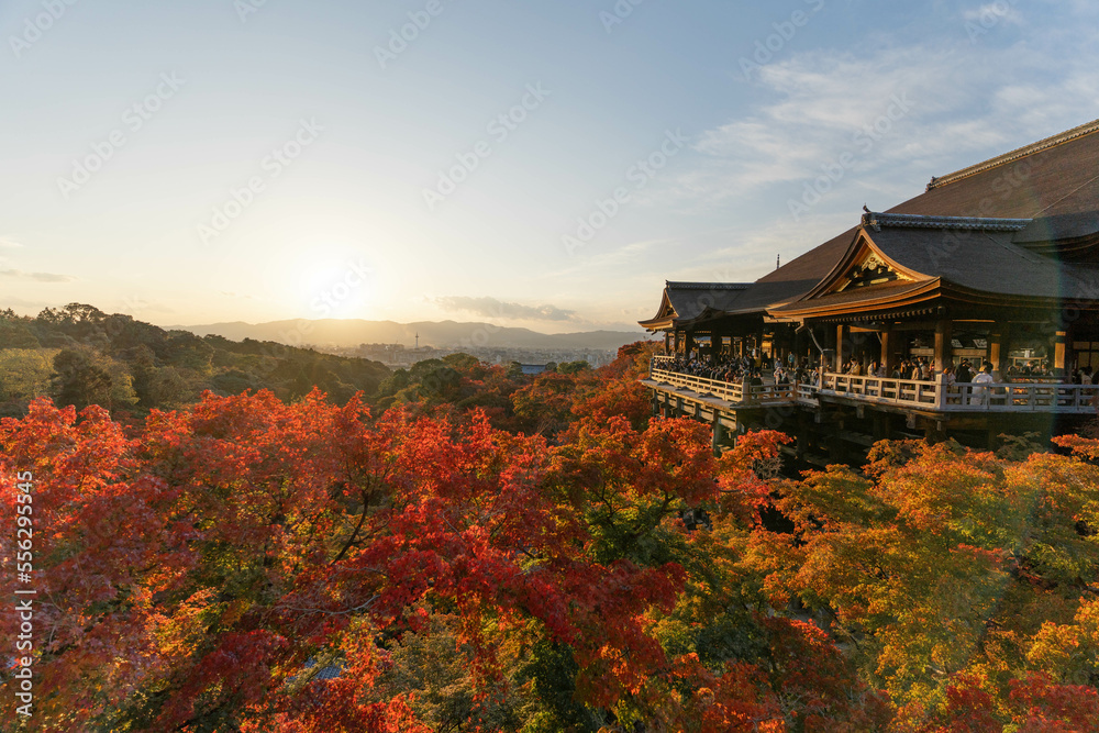 Fototapeta premium 紅葉