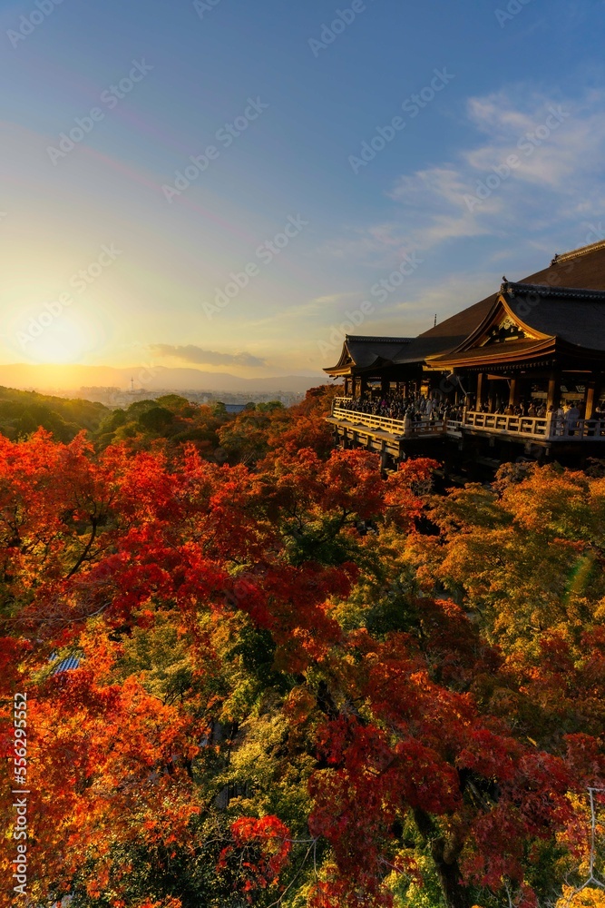 紅葉 紅葉