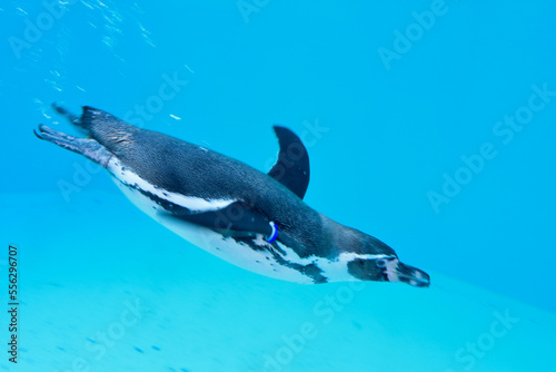 水族館 水の中を気持ちよさそうに泳ぐペンギン
