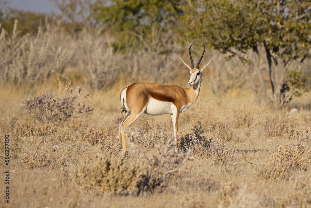 A close up of a watchful springbok taken at sunrise in the Etosha national Park in Namibia A close up of a watchful springbok taken at sunrise in the Etosha national Park in Namibia