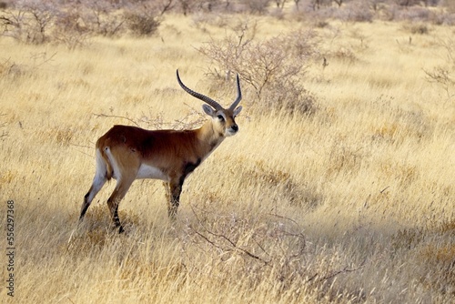 A male red lechwe antelope (Kobus leche), 