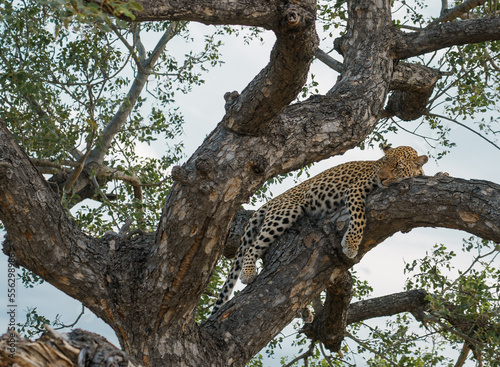 Leopard South Africa 2018