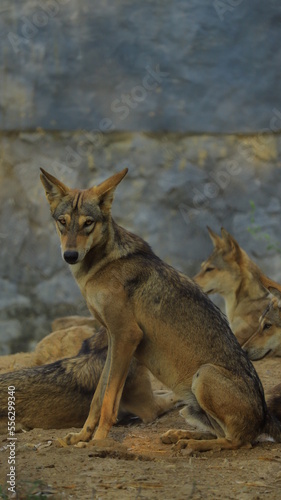 black backed jackal