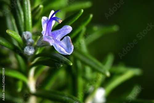 Kwiat rozmarynu lekarskiego (Rosmarinus officinalis)