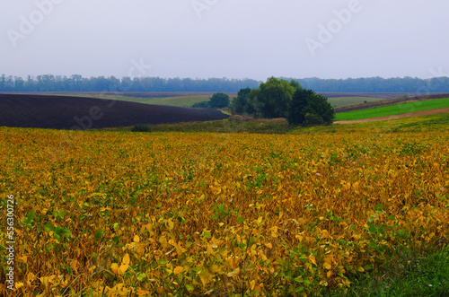 Agriculture field after the harvest against blue sky. Empty land with no plants. Freshly tilled soil with till marks and textures in the dirt makes. Countryside agricultural seasonal scene © evgenij84