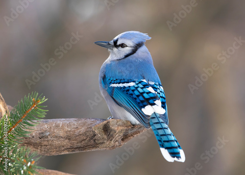 blue jay on perch with pine tree
