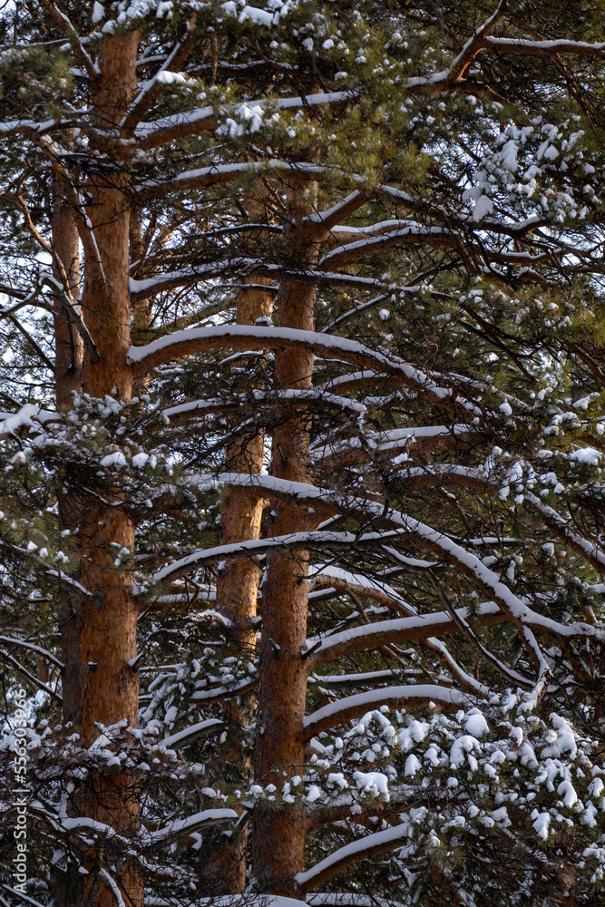 snow covered tree snow covered tree