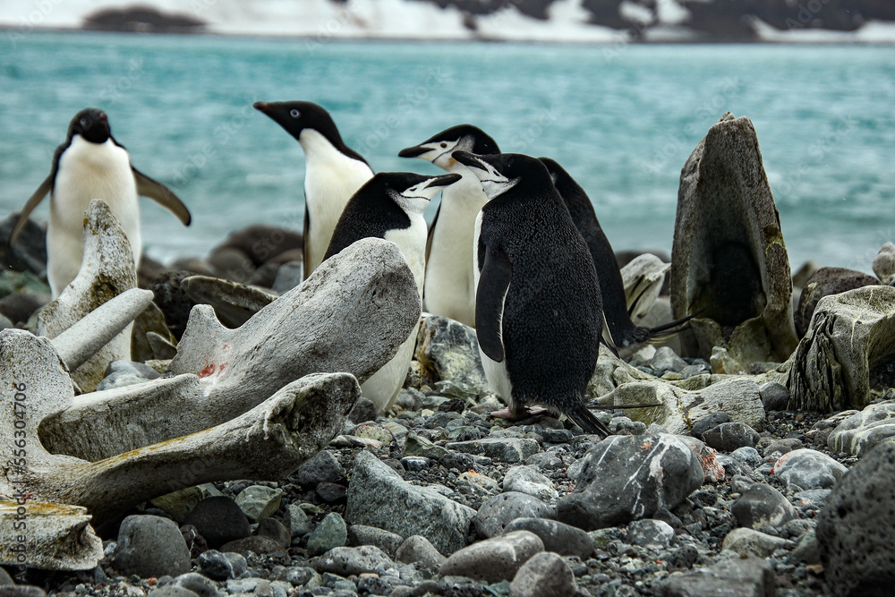 Fototapeta premium Penguins