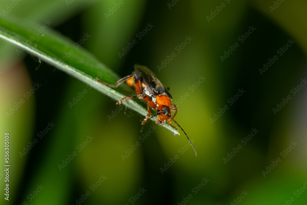 A soldier beetle sits on small white flowers macro photography in the summer. A flying bug sits on a flowering plant. A soldier beetle sits on small white flowers macro photography in the summer. A flying bug sits on a flowering plant.