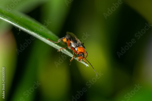 A soldier beetle sits on small white flowers macro photography in the summer. A flying bug sits on a flowering plant. 