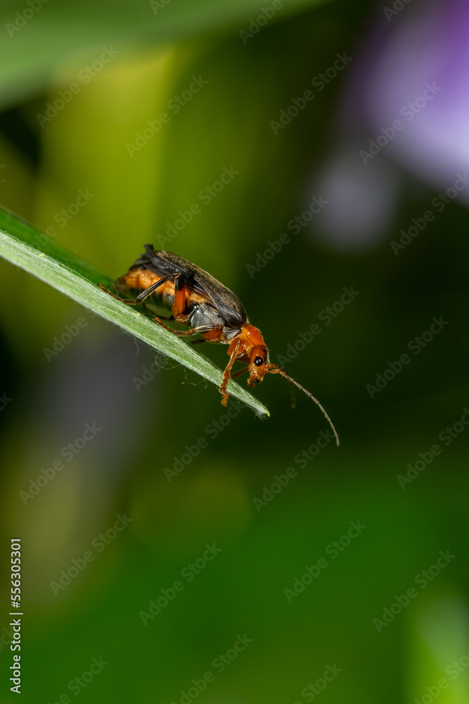 A soldier beetle sits on small white flowers macro photography in the summer. A flying bug sits on a flowering plant. A soldier beetle sits on small white flowers macro photography in the summer. A flying bug sits on a flowering plant.