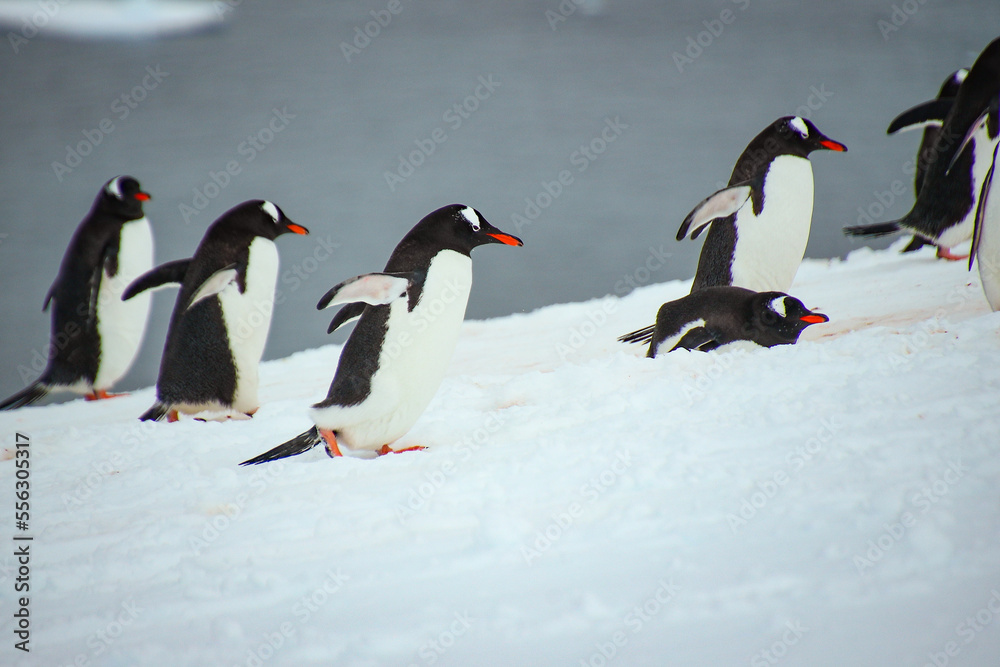 Fototapeta premium Penguins