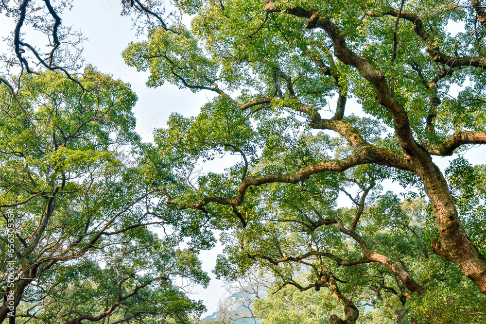 Fototapeta premium Old tree in Putuoshan temple,Zhejiang provine,China