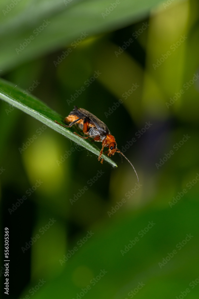 A soldier beetle sits on small white flowers macro photography in the summer. A flying bug sits on a flowering plant. A soldier beetle sits on small white flowers macro photography in the summer. A flying bug sits on a flowering plant.