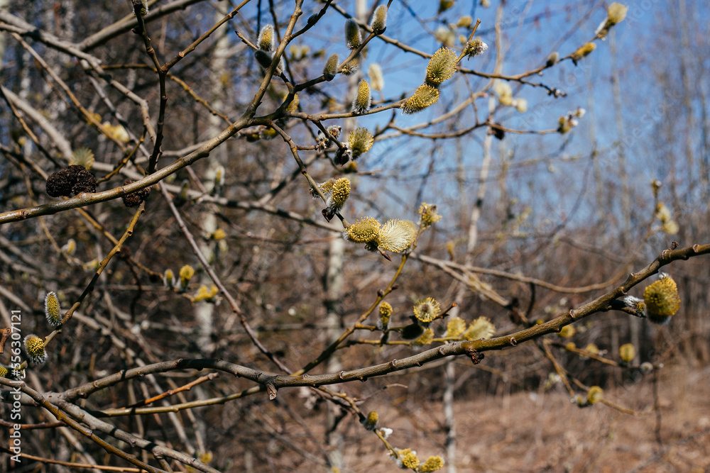 the branches of a flowering willow open against the blue sky on a sunny spring day. the branches of a flowering willow open against the blue sky on a sunny spring day.