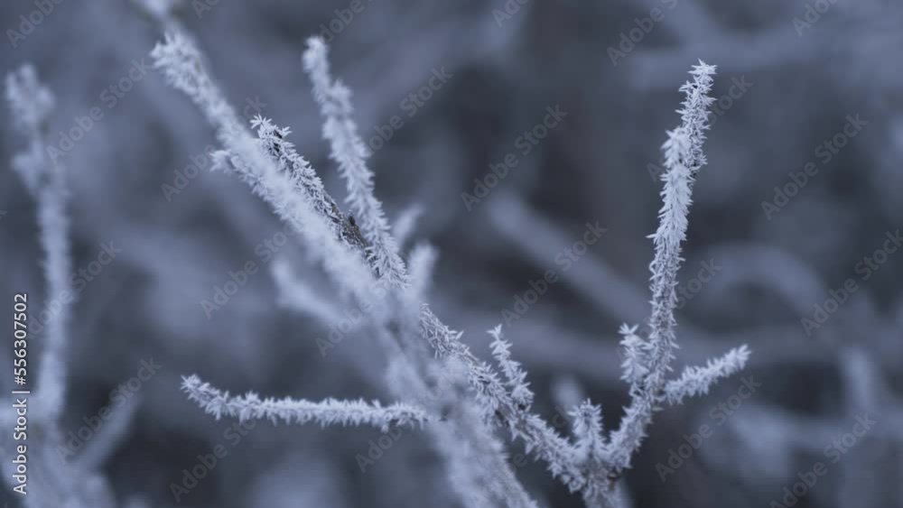 Close-up hoarfrost on tree branches, The branches of tree covered with hoarfrost Close-up hoarfrost on tree branches, The branches of tree covered with hoarfrost