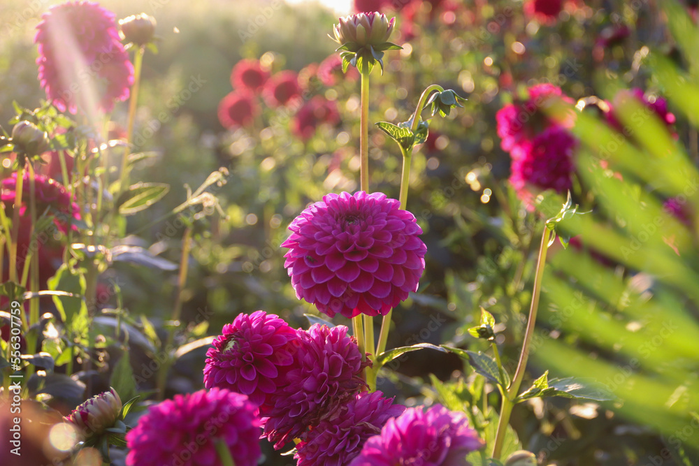 flowers in the garden