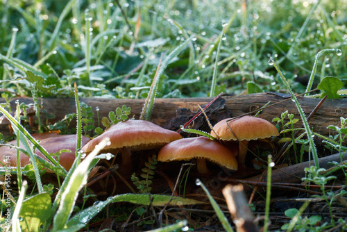 grzyb kapelusz runo leśne trawa las photo