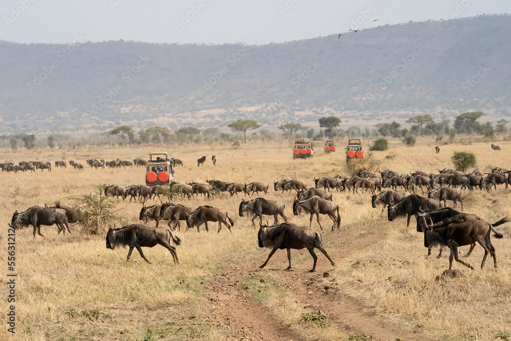 A Safari Trip to the Serengeti - obrazy, fototapety, plakaty 