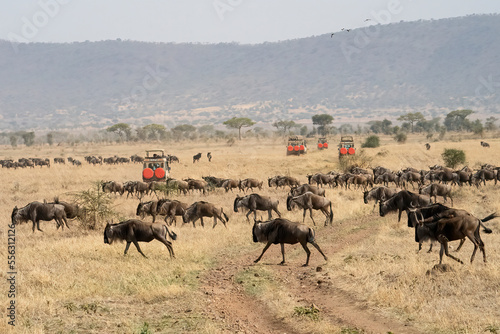 A Safari Trip to the Serengeti