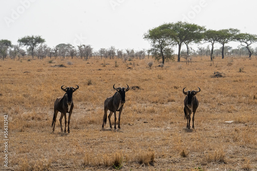 Wildebeest in the Serengeti