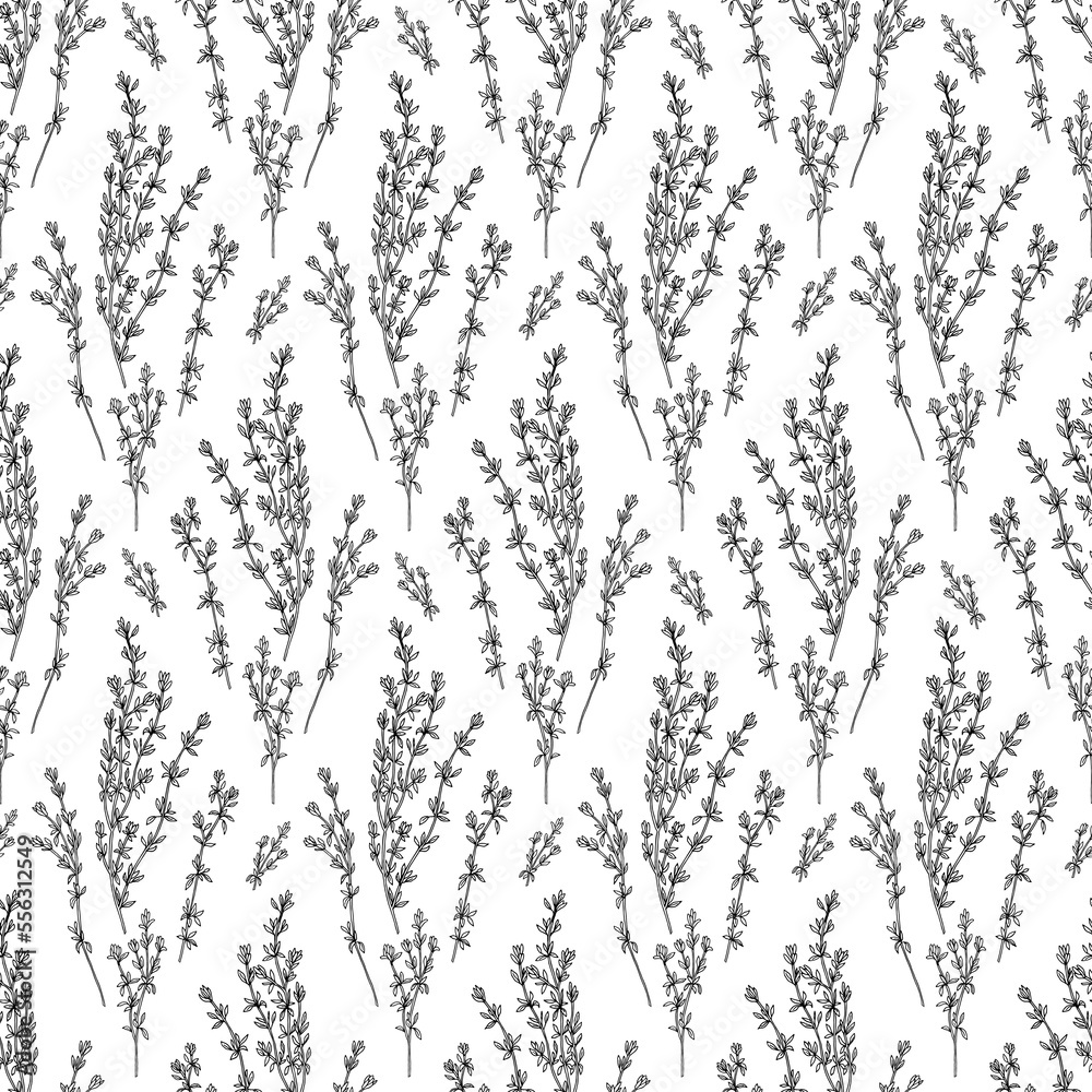 Seamless pattern with thyme branches black and white outline vector illustration Seamless pattern with thyme branches black and white outline vector illustration