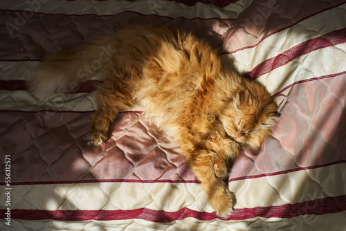 beautiful fluffy kitten sleeps in the sun on the bed stretching out its paws