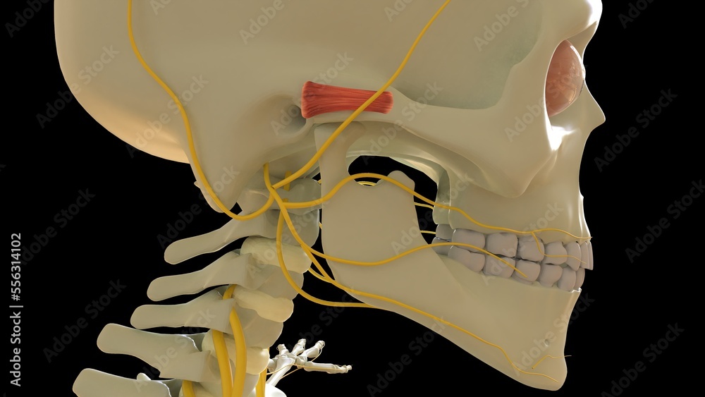 Auricular Anterior Muscle anatomy for medical concept 3D rendering