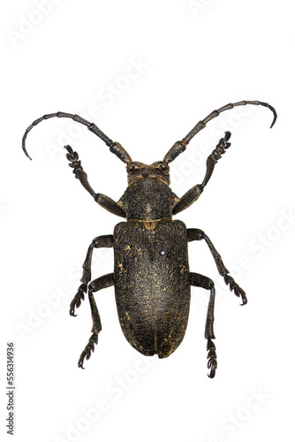 Weaver Beetle (Lamia textor) a 50 years old specimen from beetle collection. © heitipaves