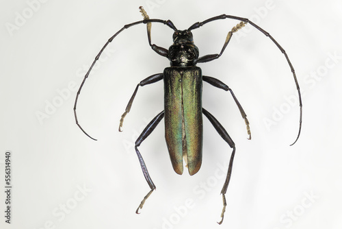 Musk beetle (Aromia moschata), a 50 years old specimen from beetle collection.