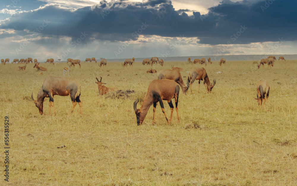 Fototapeta premium herd on the African Plains 
