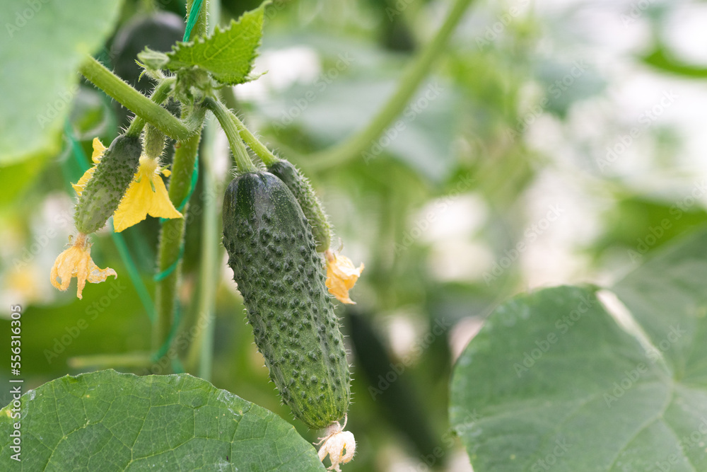 Branch of farm green cucumbers Branch of farm green cucumbers