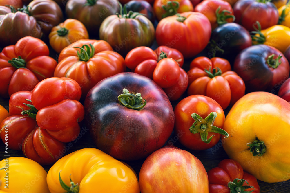 Farm tomatoes on the table Farm tomatoes on the table
