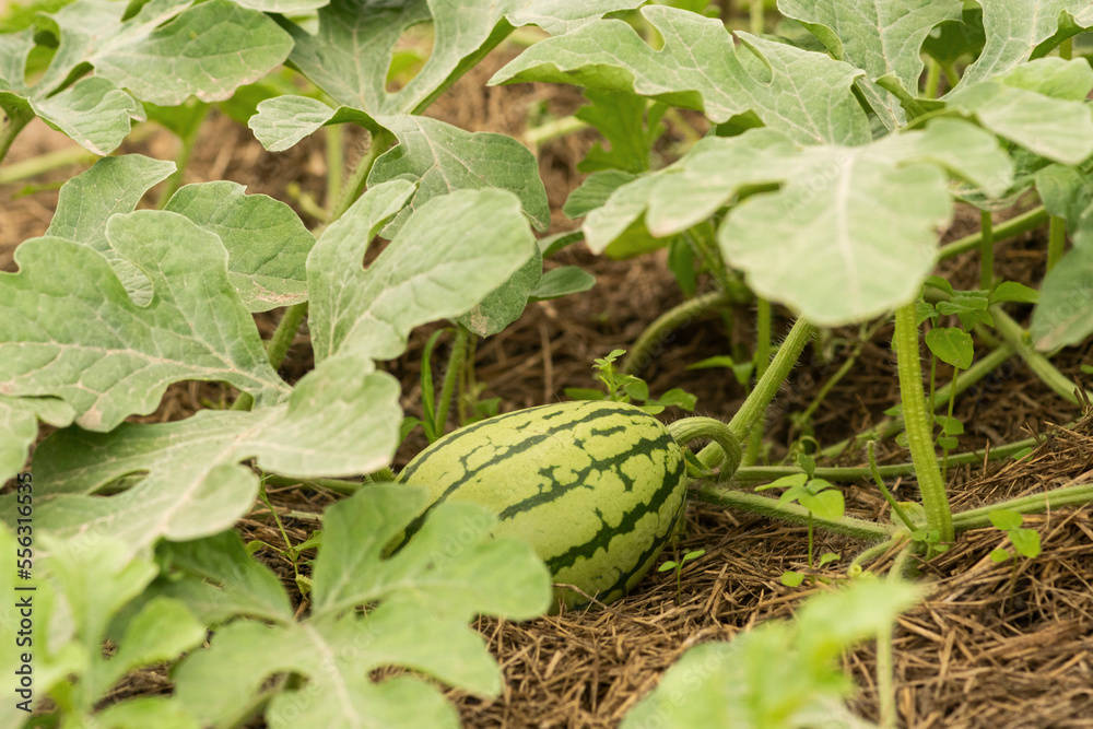 Obraz premium Farm harvest of watermelon on the field
