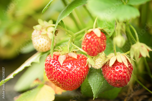 Farm strawberries grow in the garden