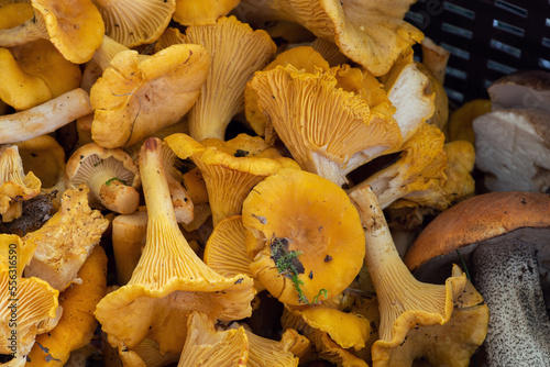 harvested edible mushrooms in a basket