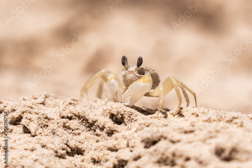 Urlaub, Australien, Pazifik, Natur , Sonne, Strand
