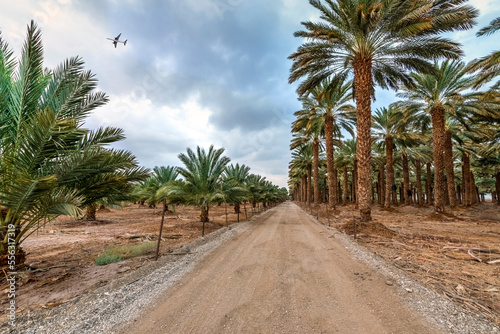 Countryside gravel road among plantations of date palms, image depicts healthy food and GMO free food production. Agriculture sustainable industry in desert and arid areas of the Middle East