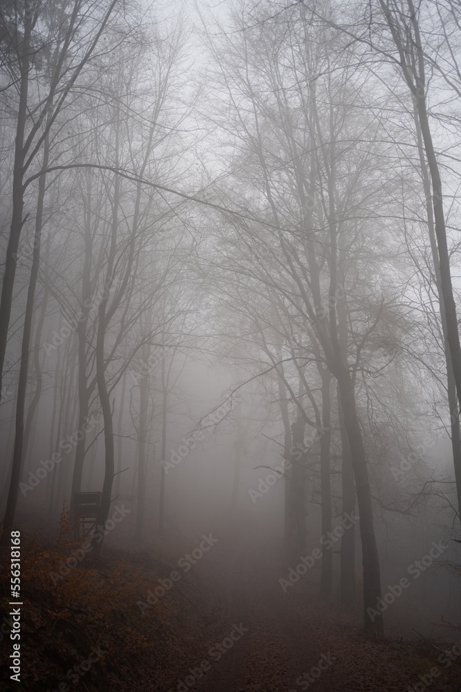 Fototapeta premium Bäume im Winter