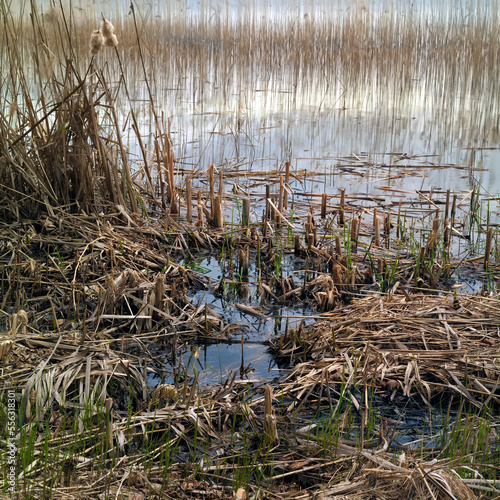 reeds on a lake