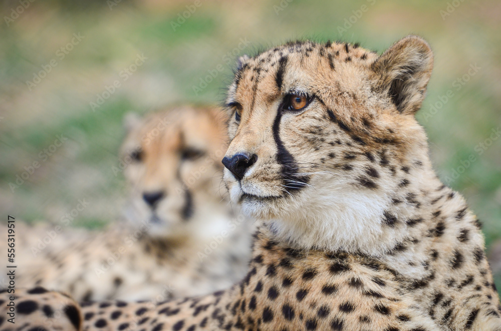 Cheetah in wild Cheetah in wild
