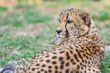 Cheetah in wild