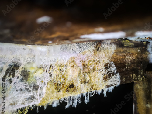white mold close-up on a wooden block in an old basement