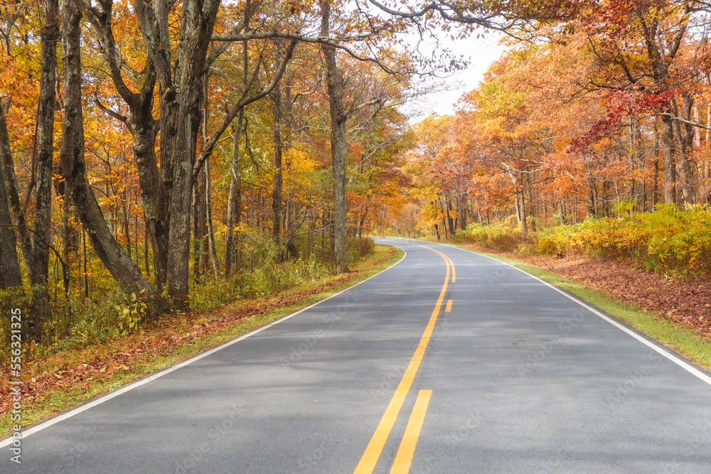 Autumn foliage in Shenandoah National Park, Virginia - United States