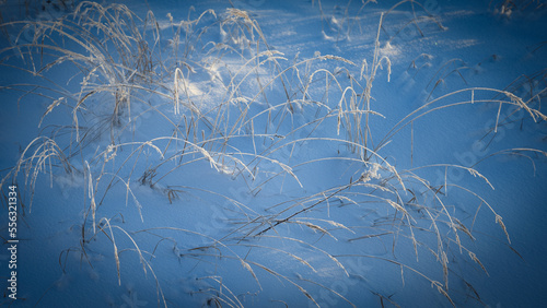 Abstract blue background. Frost covered bents leaning over white snowy field