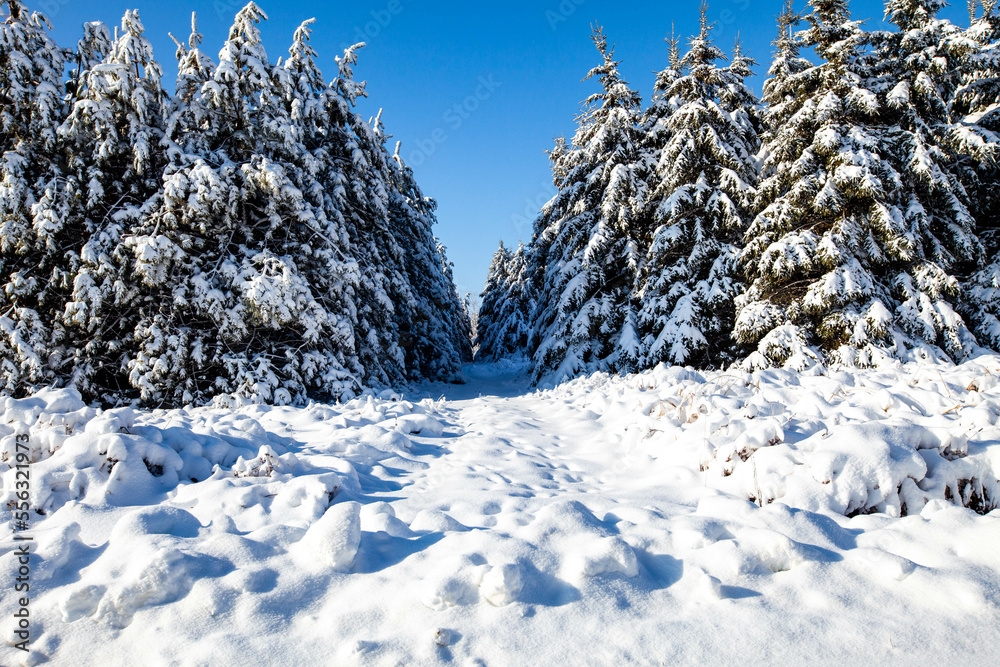 Snow covered pine trees from a Wisconsin snowstorm in December Snow covered pine trees from a Wisconsin snowstorm in December