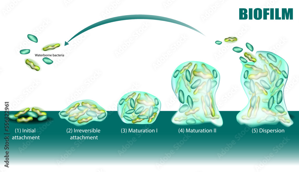 Process of Biofilm formation five stages with development and dispersion diagram. Initial and Irreversible attachment, Maturation and Dispersion. Adhesion of waterborne bacteria on surface.