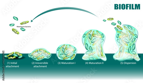 Process of Biofilm formation five stages with development and dispersion diagram. Initial and Irreversible attachment, Maturation and Dispersion. Adhesion of waterborne bacteria on surface. photo