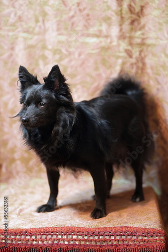Eowyn, cagnolina domestica