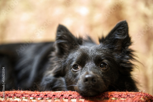 Eowyn, cagnolina domestica